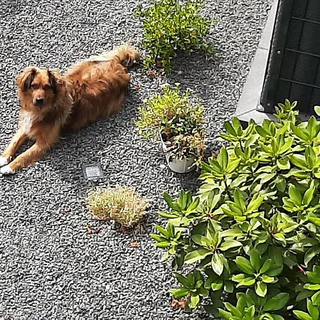 Dom wakacyjny Vivanatura Eifelferienhaus *